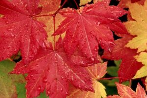 Vine Maple Leaves In Autumn