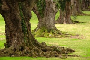 Oak